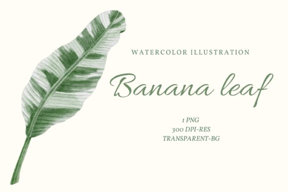 Watercolor Banana Leaf Illustrations