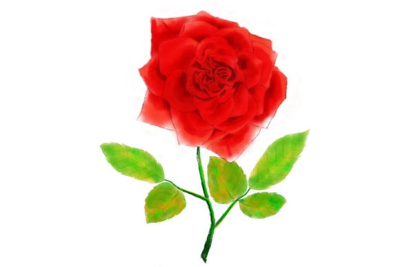 Watercolor Rose Flower Illustrations
